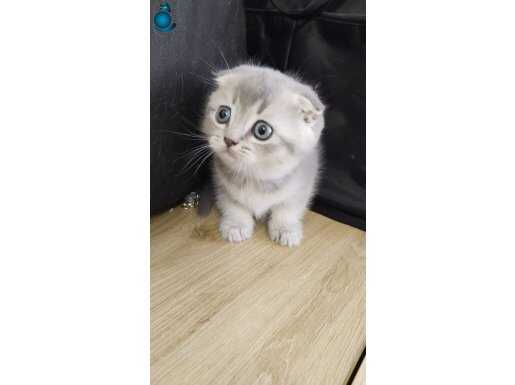 1,5 AYLIK EĞİTİMLİ YAVRU KEDİCİKLER