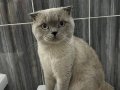 Asil ve Yakışıklı kedim 