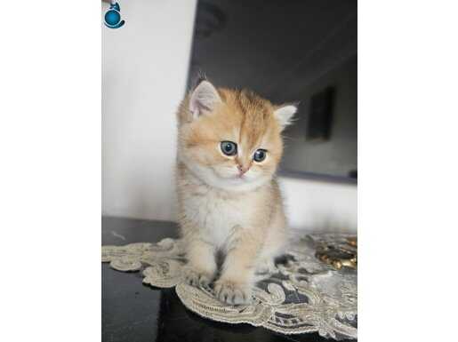 British Shortair Golden Dişi