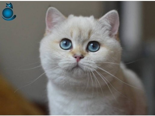 British Shortair ny1133