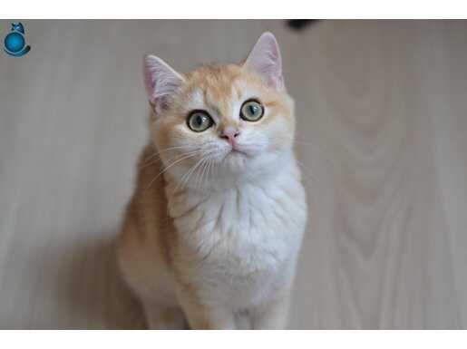 Golden british Shortair