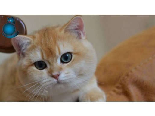 British Shortair By12 Erkek kedi