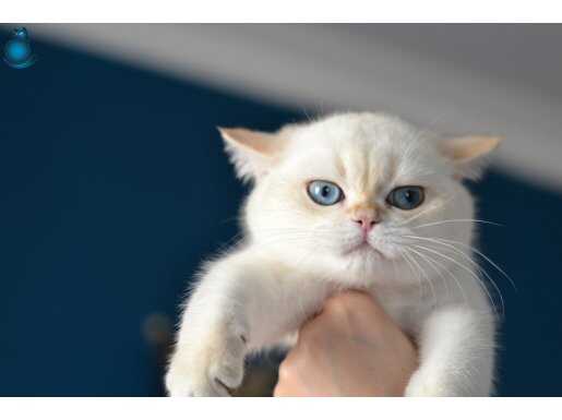 Secereli ny1233 Dişi Brittish Shortair