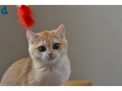 Ny12 British Shortair