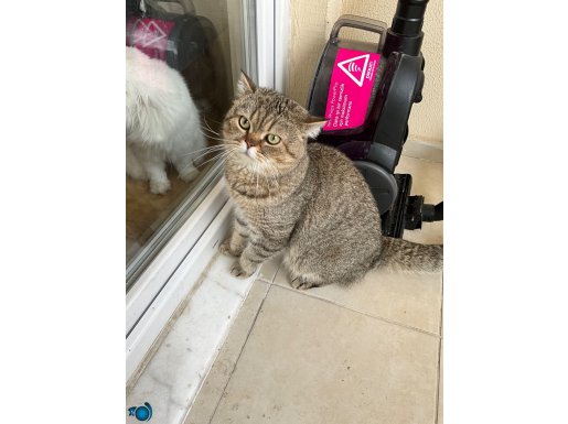 Ücretsiz Uysal Küçük Burunlu Kedi