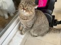 Ücretsiz Uysal Küçük Burunlu Kedi