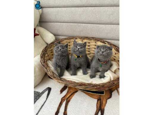 British shorthair 