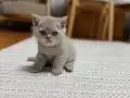 Top kafa minikler 2 aylık 