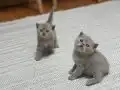 Top kafa minikler 2 aylık 