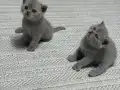 Top kafa minikler 2 aylık 