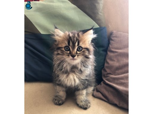 Safkan Shirazi yeni 2 yavrumuz var