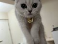 Silver scottish fold 3 aylık erkek