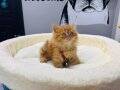 55 GÜNLÜK BRİTİSH LONGHAİR GARFİELD DİŞİ YAVRUMUZ