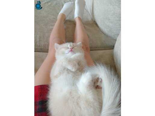 British shorthair cy12