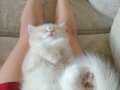 British shorthair cy12