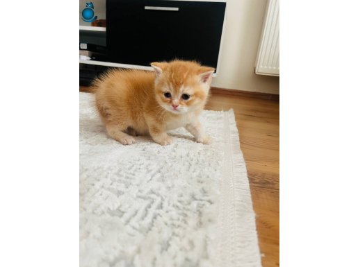 DÜNYALAR TATLISI GOLDEN BRİTİSH YAVRUMUZ 