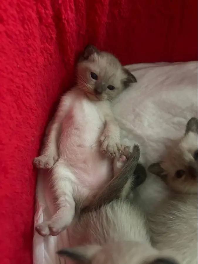 YENI YAVRU SIYAM KEDISI DISI ERKEK
