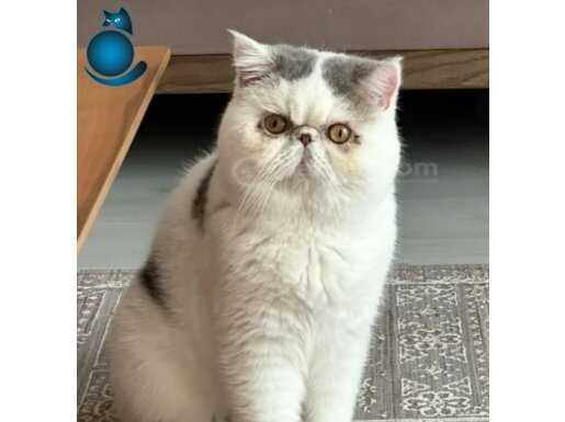 Ücretsiz sahiplendiriyorum 