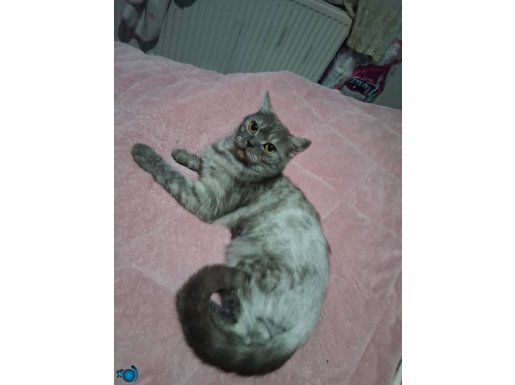 1 Yaşında Sosyal ve Eğitimli Silver British Shorthair