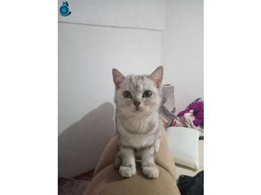 Cisn kedi yavru 