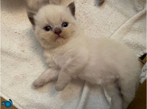 Sıcak yuvalarına gitmeye hazırlar