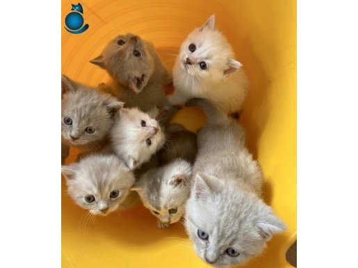 Pendik Evden Sosyalleşmiş Safkan British Shorthair Yavruları