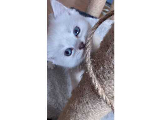 Pendik Ev Ortamı Sosyal Huylu British Shorthair Yavruları
