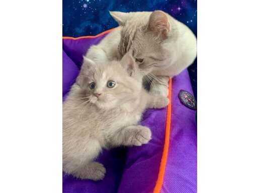 Pendik’te Sosyal Kelebek: Safkan British Shorthair Erkek Yavru