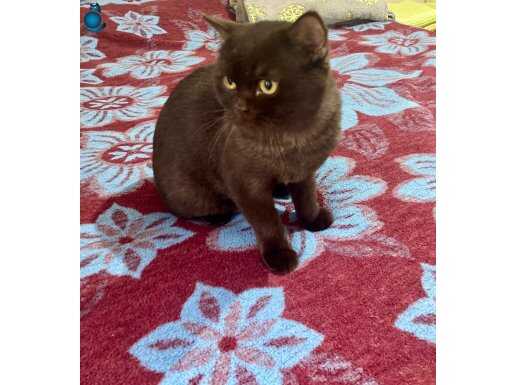 ÜCRETSİZ BRİTİSH ÇİKOLATA