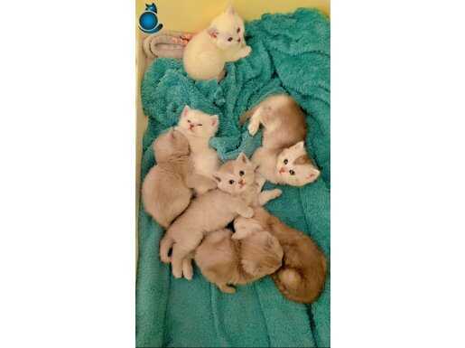 Pendik’ten evden çok özel bebekler