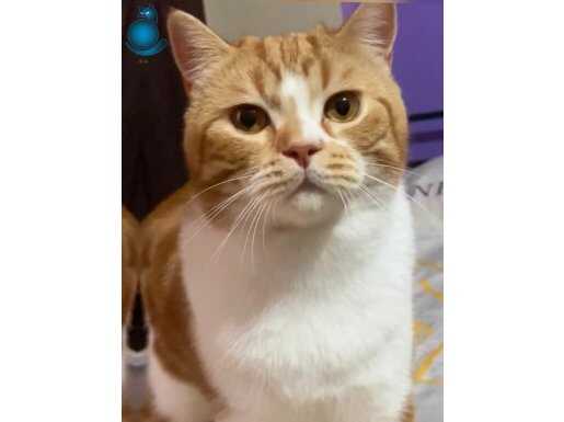 Ücretsiz sahiplendirme