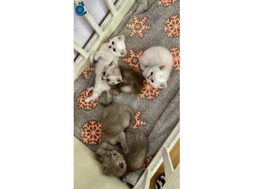 Pendik'te Ev Ortamında Büyüyen Sosyal British Shorthair Yavruları