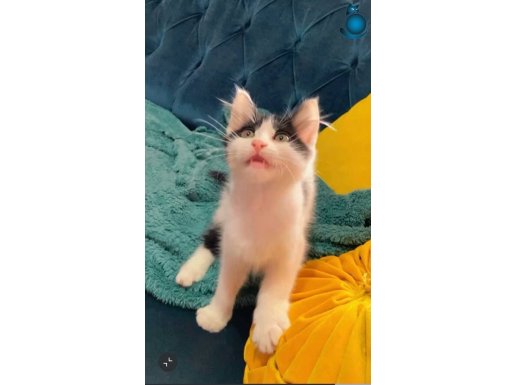  ücretsiz Pendik evden