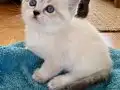 Pendik Evinden Saf sevgi Yumakları British Shorthair