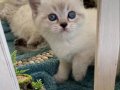 Pendik Evinden Saf sevgi Yumakları British Shorthair