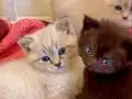Pendik ten British Shorthair