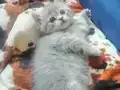 Pendik evden