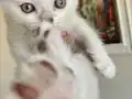 Pendik evden dünya güzelleri 