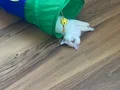 Uyguna Pendik evden