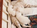 UYGUN Pendik evden 