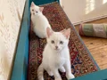 UYGUN Pendik evden 
