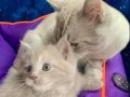 Pendik’te Sosyal Kelebek: Safkan British Shorthair Erkek Yavru