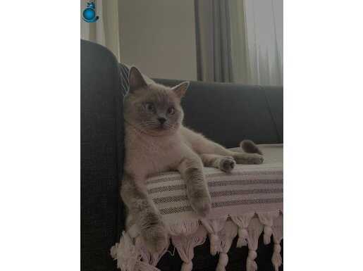 Shorthair kedi bir buçuk yaşında aşıları kedi british beyaz 