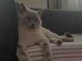 Shorthair kedi bir buçuk yaşında aşıları kedi british beyaz 