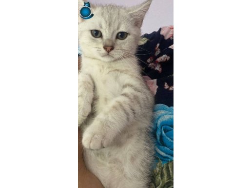 Minik Gri Bulut Yeni Yuvasını Arıyor! ☁️????