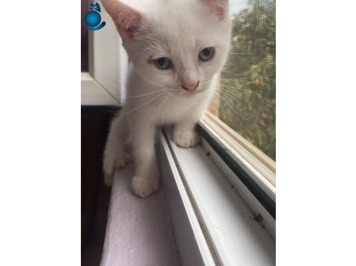 3 üç beyaz pamuk gibi yavru kedi yeni yavrular Arıyor