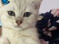 Minik Gri Bulut Yeni Yuvasını Arıyor! ☁️????