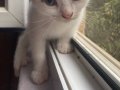 3 üç beyaz pamuk gibi yavru kedi yeni yavrular Arıyor