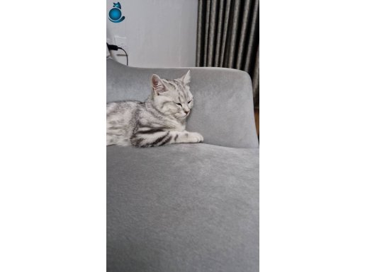 Yavru kedi
