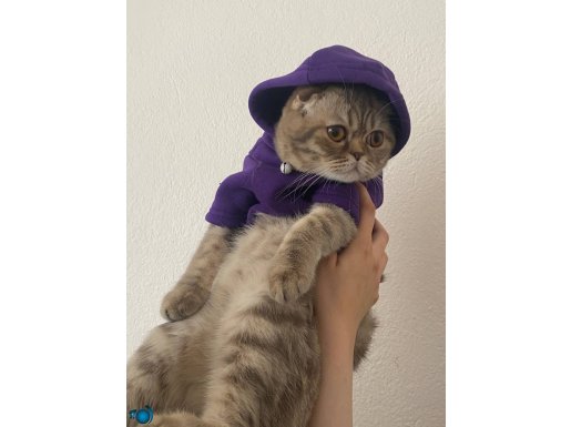 British shorthair tüm aşıları tam 